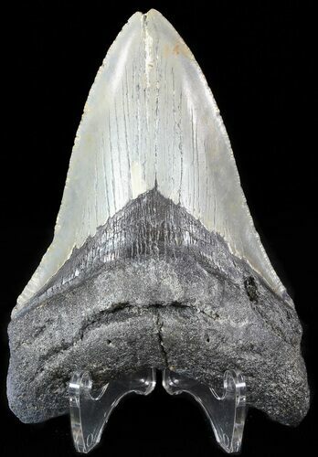 Megalodon Tooth - North Carolina #49519